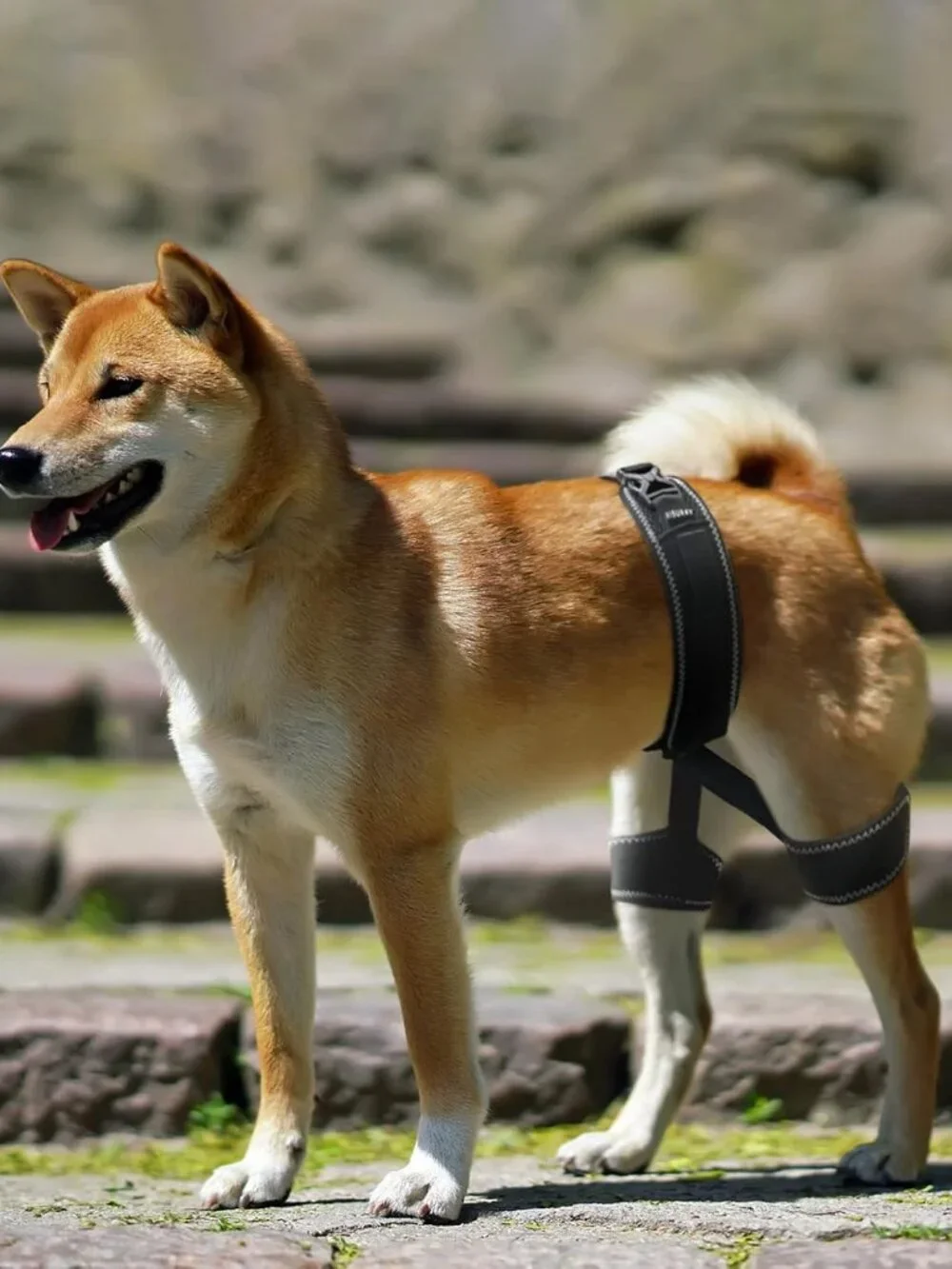CHAMIN Dog Hip Brace